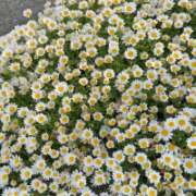 ヒメ日記 2026/04/21 13:46 投稿 安田ほのか MADAM