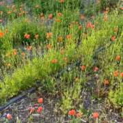 ヒメ日記 2026/04/29 05:31 投稿 安田ほのか MADAM