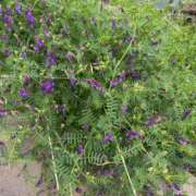 ヒメ日記 2026/04/29 11:31 投稿 安田ほのか MADAM