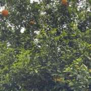 ヒメ日記 2026/04/30 13:16 投稿 安田ほのか MADAM