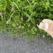 ヒメ日記 2026/06/24 06:31 投稿 安田ほのか MADAM