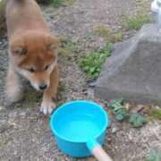 ヒメ日記 2026/07/03 04:46 投稿 安田ほのか MADAM