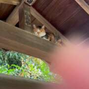 ヒメ日記 2026/09/21 06:46 投稿 安田ほのか MADAM