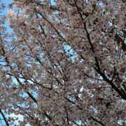 ヒメ日記 2026/03/18 07:46 投稿 如月さくら 華椿