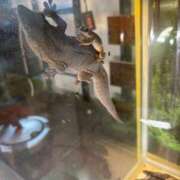 ヒメ日記 2025/12/31 05:16 投稿 吉崎まりえ MADAM