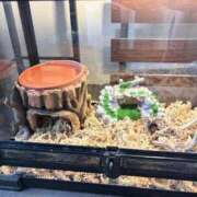 ヒメ日記 2026/07/05 05:31 投稿 吉崎まりえ MADAM
