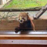 みさ ?年内最後のシフト追加、みさ CUTE