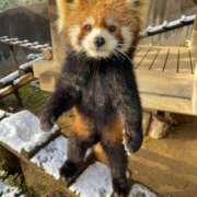 ヒメ日記 2026/01/13 11:16 投稿 みさ CUTE