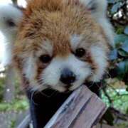 ヒメ日記 2026/01/17 15:01 投稿 みさ CUTE