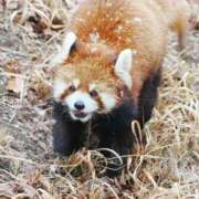 ヒメ日記 2026/02/11 11:46 投稿 みさ CUTE