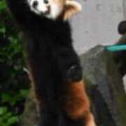 ヒメ日記 2026/04/05 06:31 投稿 みさ CUTE