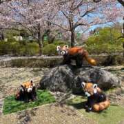 みさ ??みさの旅行日記〜お土産もあるよ〜 CUTE