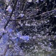 ヒメ日記 2026/03/24 07:01 投稿 木下あけみ MADAM
