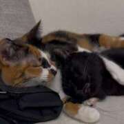 ヒメ日記 2026/03/01 19:01 投稿 長野まお 華椿