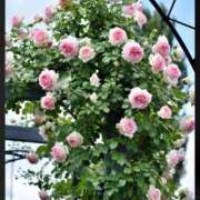 ヒメ日記 2026/07/31 07:16 投稿 宮本なおこ MADAM