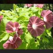 ヒメ日記 2026/08/01 08:16 投稿 宮本なおこ MADAM