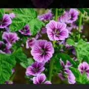 ヒメ日記 2026/08/14 07:16 投稿 宮本なおこ MADAM