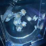 ヒメ日記 2026/06/12 06:46 投稿 えま CUTE