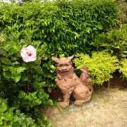 ヒメ日記 2026/05/04 08:46 投稿 椎名りん MADAM
