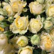 ヒメ日記 2026/01/08 06:16 投稿 足立まなみ MADAM