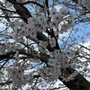 ヒメ日記 2026/03/29 00:01 投稿 足立まなみ MADAM