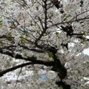 ヒメ日記 2026/04/06 07:01 投稿 足立まなみ MADAM