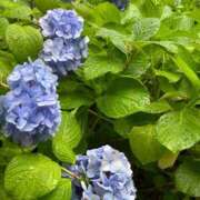 ヒメ日記 2026/06/11 11:31 投稿 足立まなみ MADAM