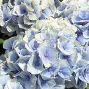 ヒメ日記 2026/06/13 19:16 投稿 足立まなみ MADAM