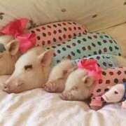 ヒメ日記 2025/12/25 21:31 投稿 葛西しおり MADAM