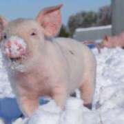 ヒメ日記 2025/12/27 14:31 投稿 葛西しおり MADAM