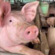 ヒメ日記 2025/12/30 16:46 投稿 葛西しおり MADAM