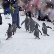 ヒメ日記 2026/02/07 13:46 投稿 あやね CUTE