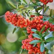 ヒメ日記 2025/12/28 08:46 投稿 野島かのこ MADAM