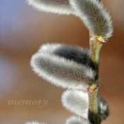 ヒメ日記 2026/01/25 12:01 投稿 野島かのこ MADAM