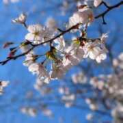 ヒメ日記 2026/03/31 11:01 投稿 野島かのこ MADAM