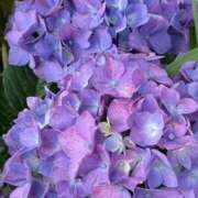 ヒメ日記 2026/06/22 12:16 投稿 野島かのこ MADAM