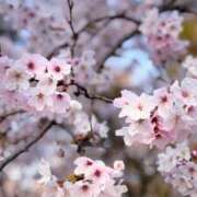 ヒメ日記 2026/04/03 17:16 投稿 山下れいか MADAM