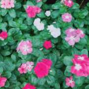 ヒメ日記 2025/12/17 06:46 投稿 浅田ゆみな MADAM