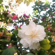 ヒメ日記 2025/12/17 16:16 投稿 浅田ゆみな MADAM