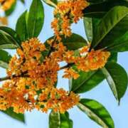 ヒメ日記 2025/12/21 16:31 投稿 浅田ゆみな MADAM