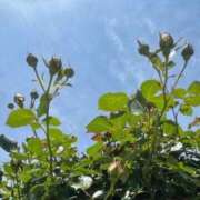 ヒメ日記 2025/12/25 13:31 投稿 浅田ゆみな MADAM