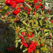 ヒメ日記 2025/12/30 14:46 投稿 浅田ゆみな MADAM