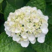 ヒメ日記 2026/01/03 05:46 投稿 浅田ゆみな MADAM