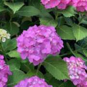 ヒメ日記 2026/01/03 19:46 投稿 浅田ゆみな MADAM