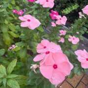 ヒメ日記 2026/01/04 21:01 投稿 浅田ゆみな MADAM