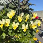 ヒメ日記 2026/01/14 06:46 投稿 浅田ゆみな MADAM