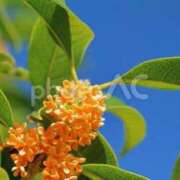 ヒメ日記 2026/01/21 20:31 投稿 浅田ゆみな MADAM