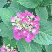 ヒメ日記 2026/01/22 08:46 投稿 浅田ゆみな MADAM