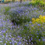 ヒメ日記 2026/01/29 08:16 投稿 浅田ゆみな MADAM