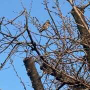 ヒメ日記 2026/02/18 19:46 投稿 浅田ゆみな MADAM